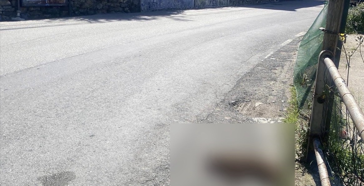 Investito un gatto nel centro abitato di Pisciotta: cresce l’allarme sicurezza