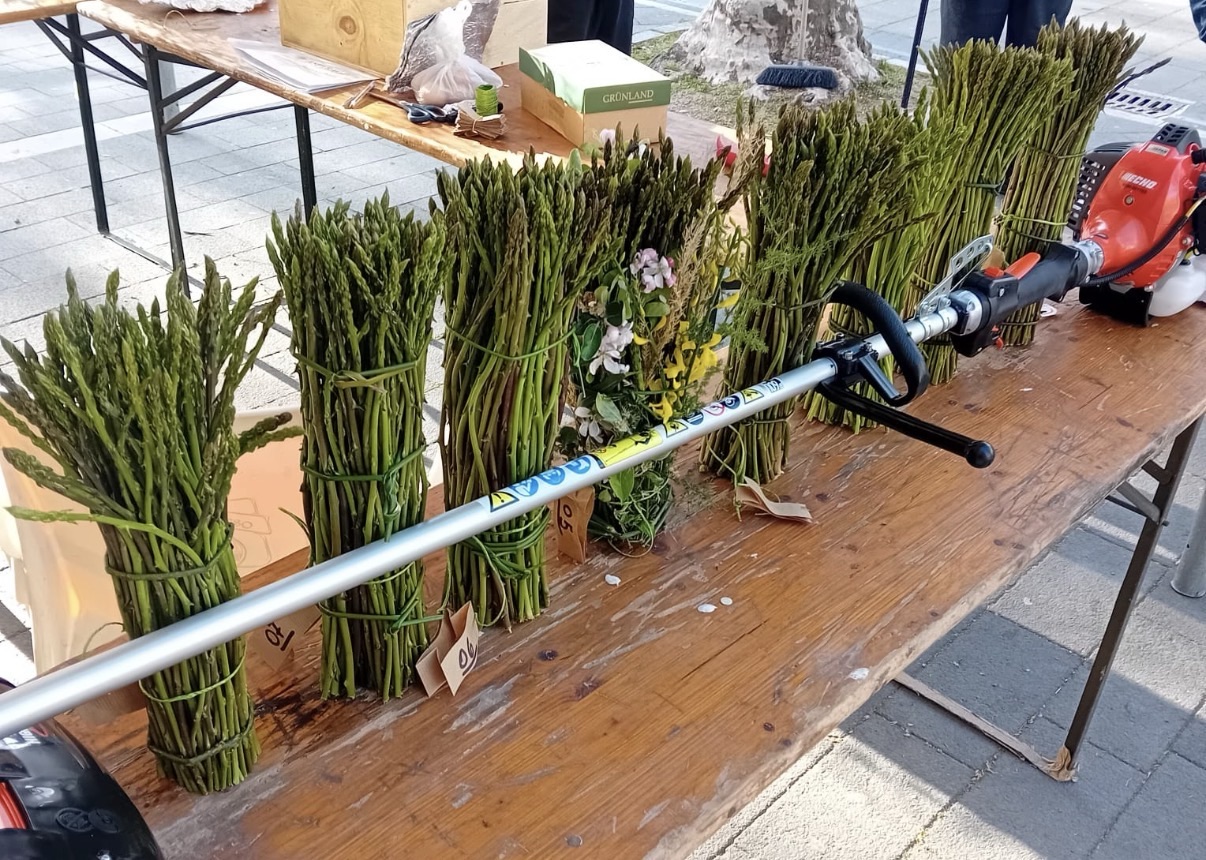 Cilento, caccia agli asparagi selvatici: a Caselle in Pittari torna la sfida di “Asparacip”
