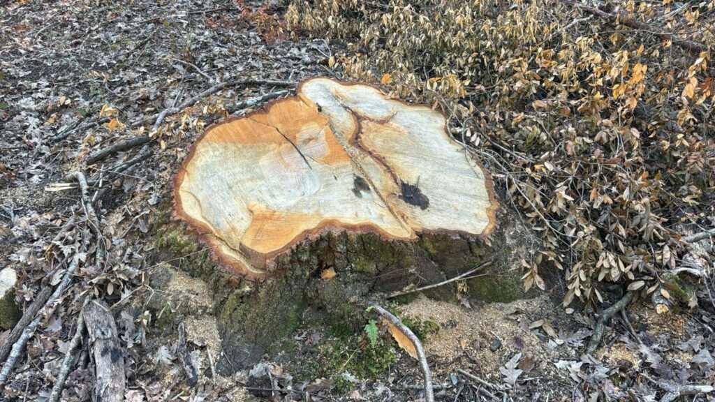 Castelnuovo Cilento, querce abbattute: scontro tra ambientalisti e Comune