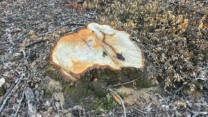 Castelnuovo Cilento, querce abbattute: scontro tra ambientalisti e Comune