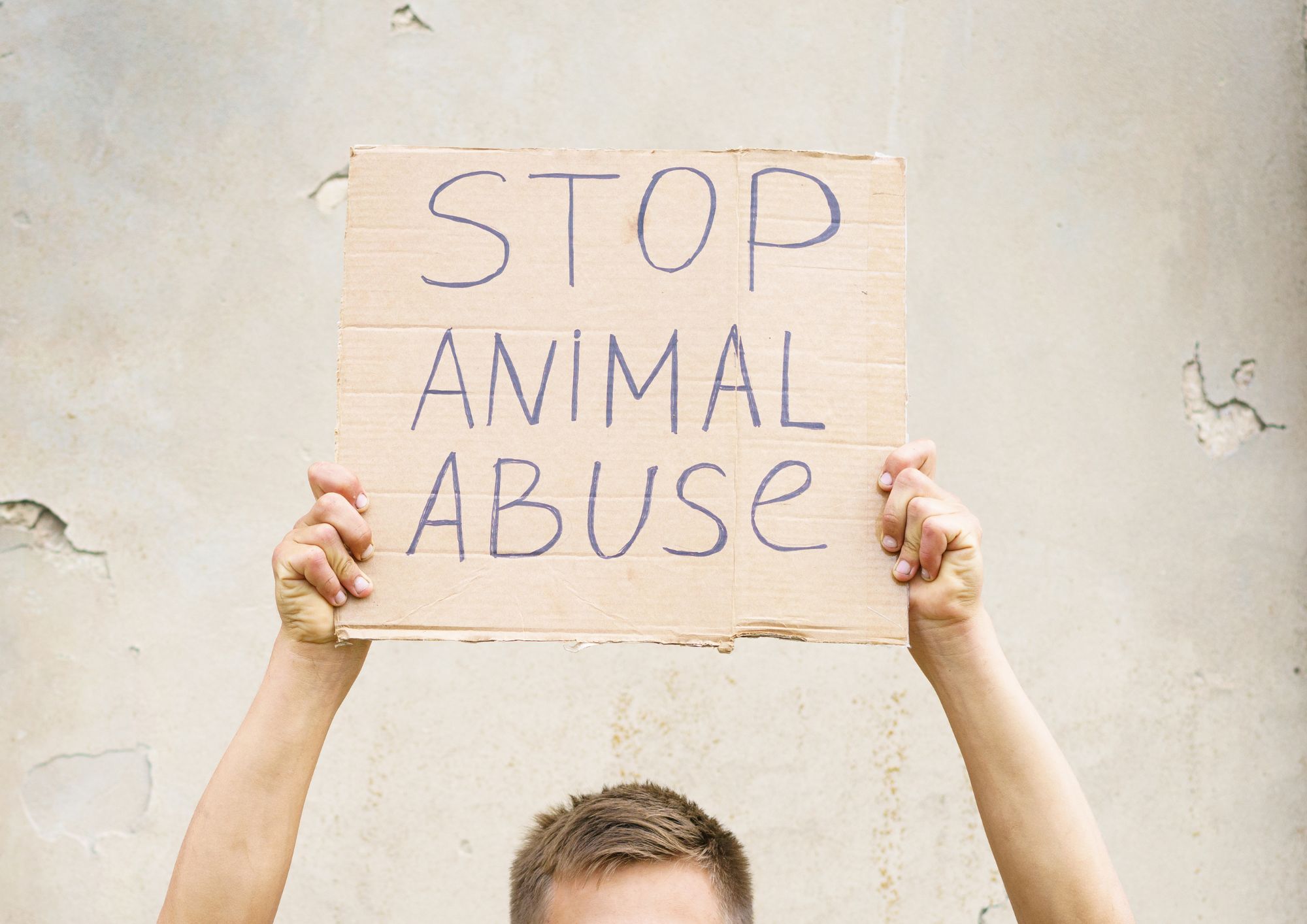 Tutela degli animali, nuove norme in arrivo: sanzioni più severe contro maltrattamenti