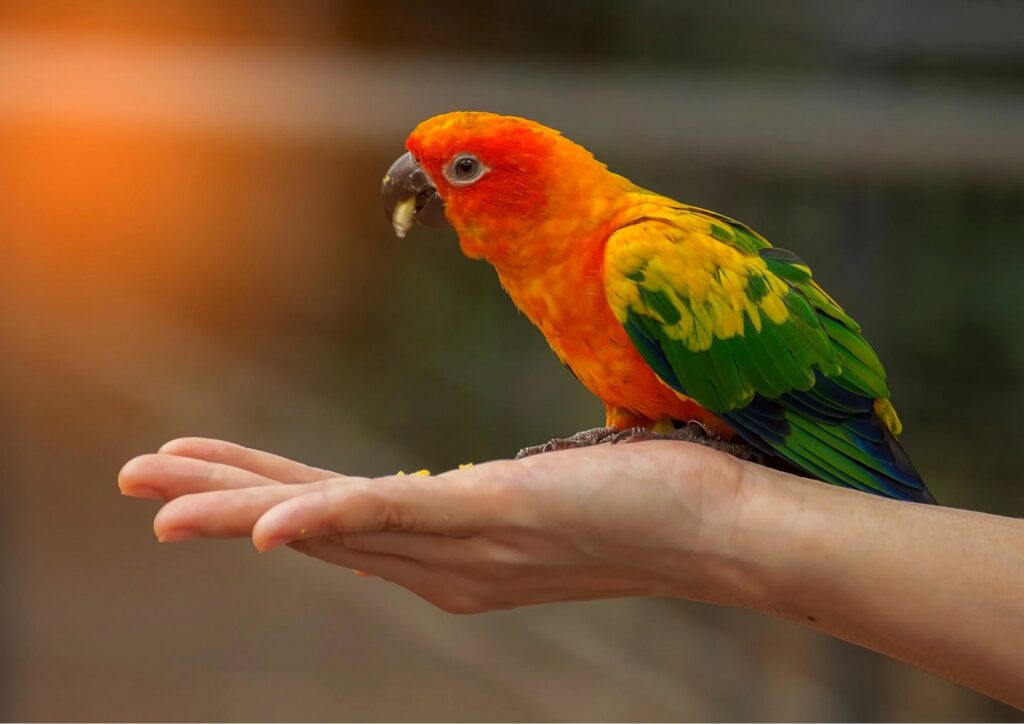 Pappagalli e intelligenza sociale, il linguaggio degli animali che sorprende la scienza