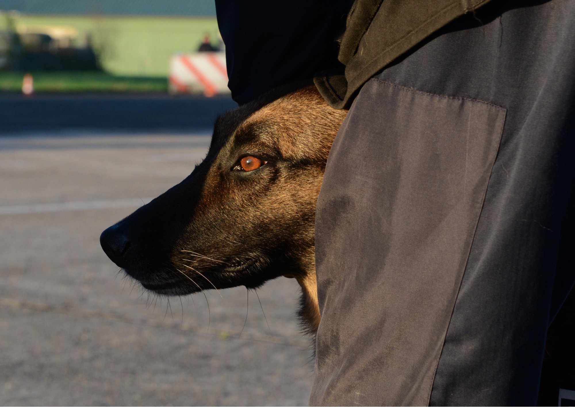 Cani al lavoro: alleati indispensabili dell’uomo tra sicurezza, soccorso e inclusione sociale