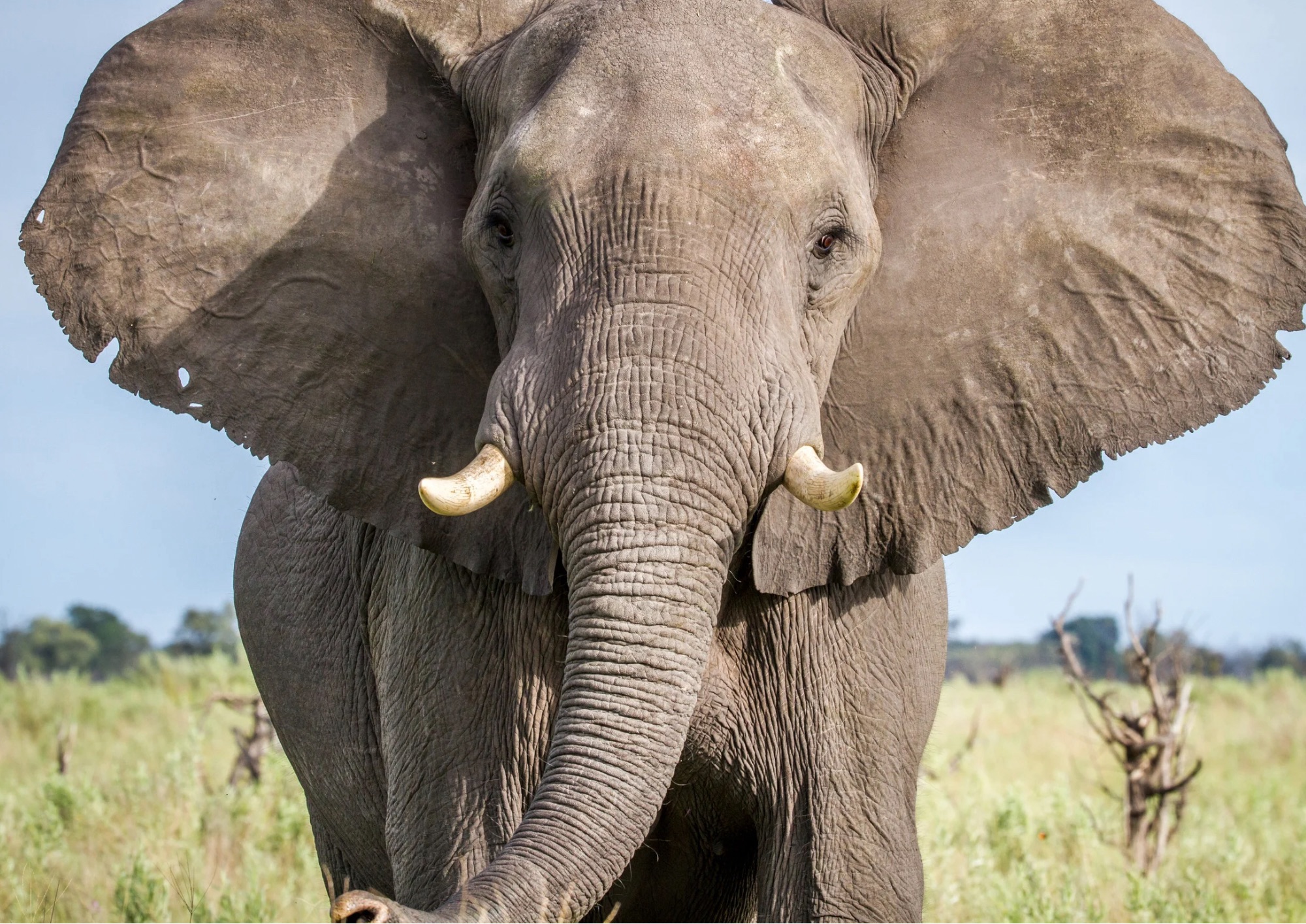 Gli elefanti non dimenticano: cosa dice davvero la scienza sulla memoria, la società e il “lutto” nei pachidermi