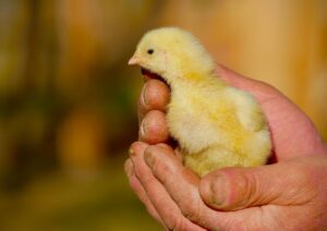 Pulcini regalati a scuola per Pasqua: intervento della Regione Campania, animali messi in sicurezza