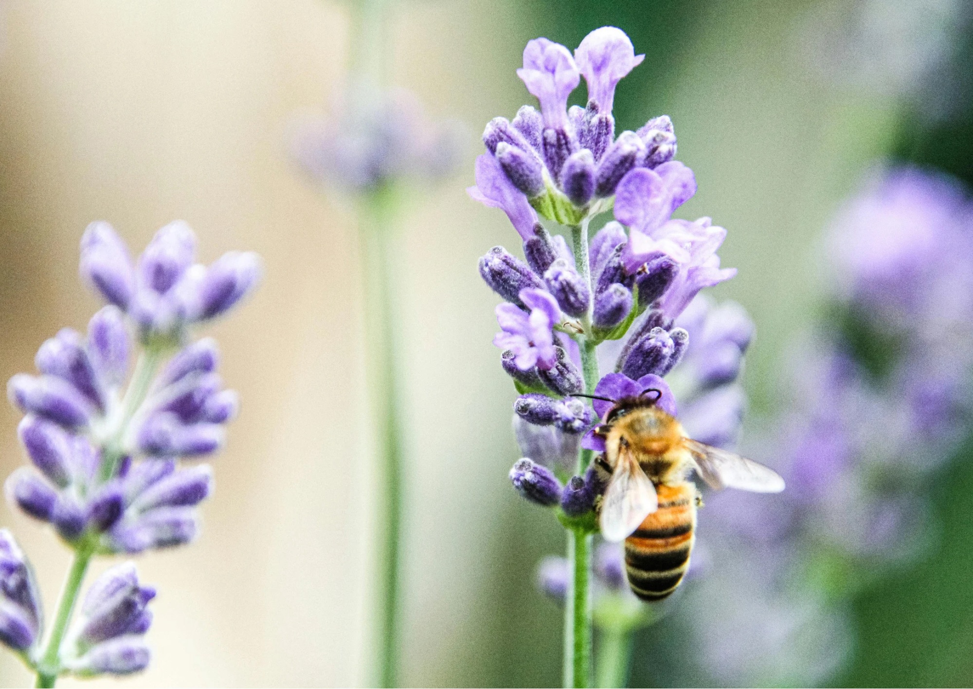 La vita segreta delle api: danza, comunicazione e ruolo chiave per l’ecosistema