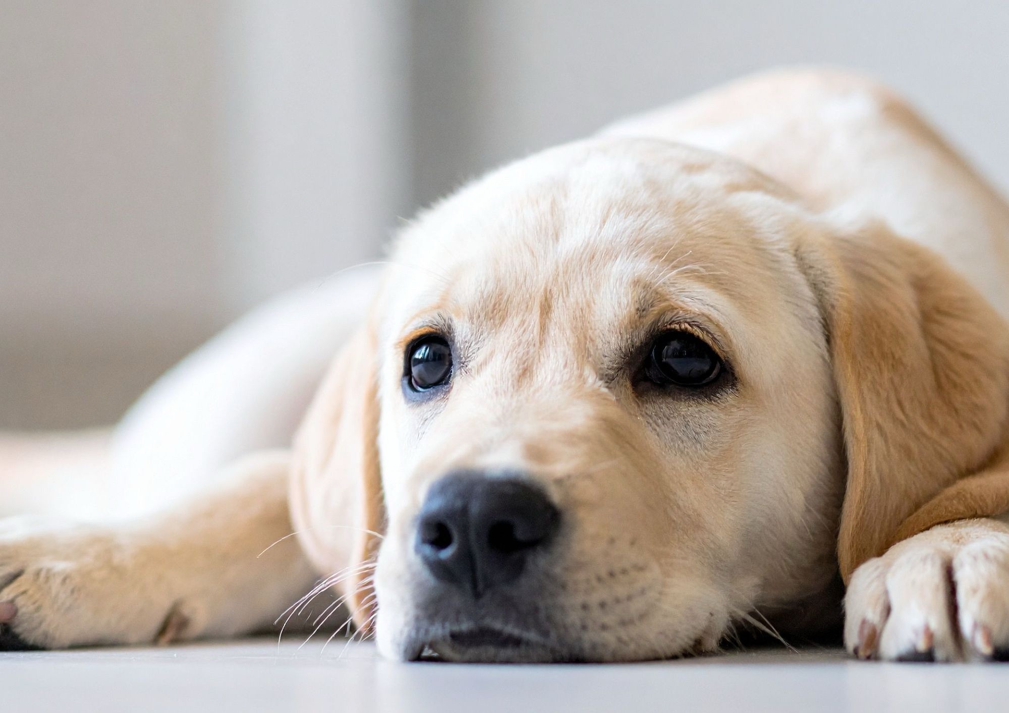 Cani: il Labrador Retriever resta tra i più richiesti, ma cresce la domanda di razze adatte alla vita urbana
