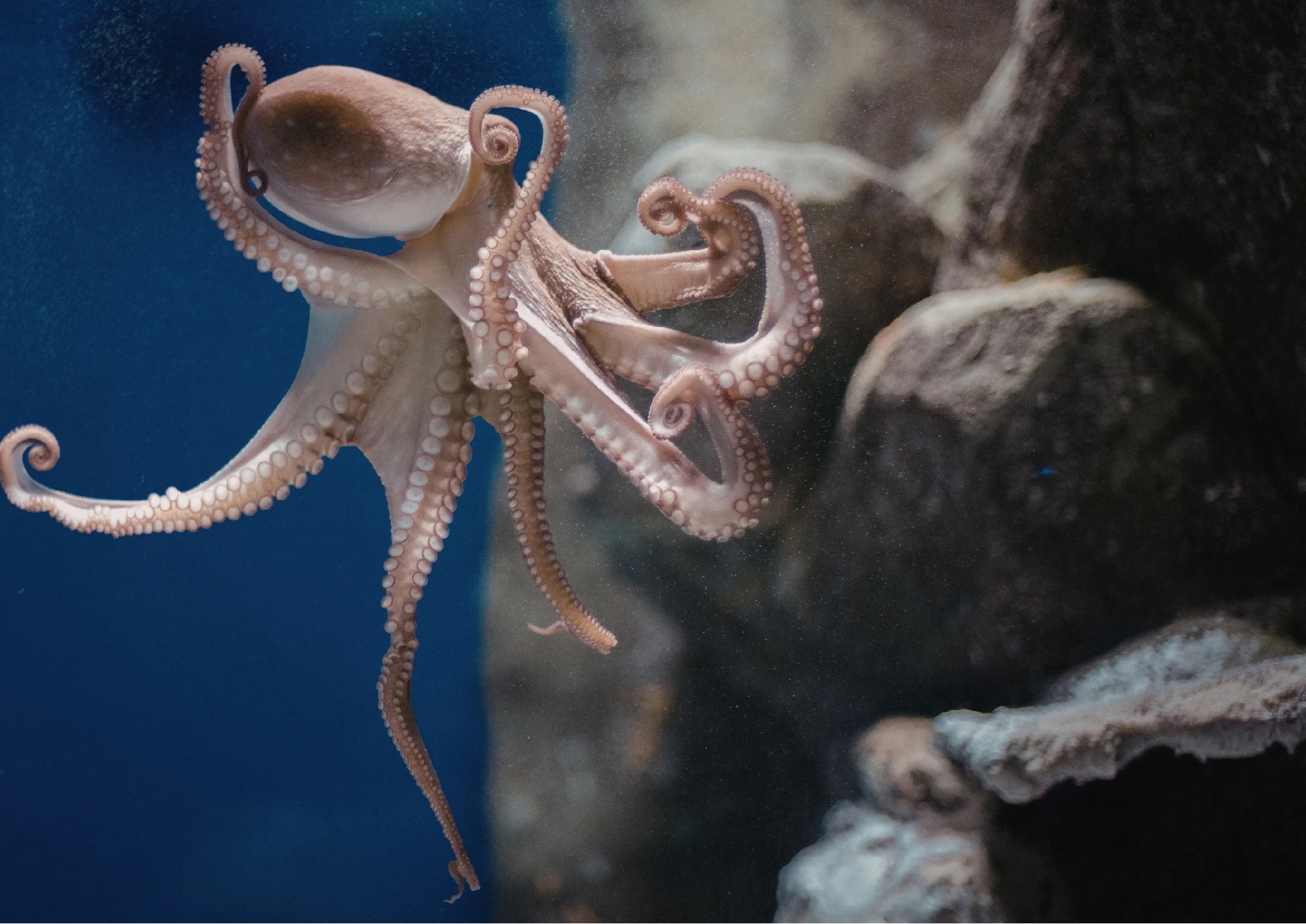 I polpi: gli “alieni intelligenti” del mare tra scienza e straordinarie capacità cognitive