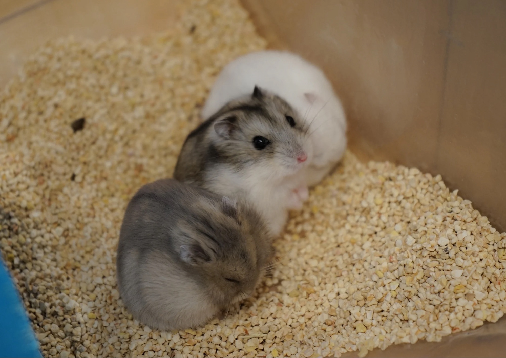 Criceti in casa: come prendersi cura del Criceto dorato e delle specie più diffuse