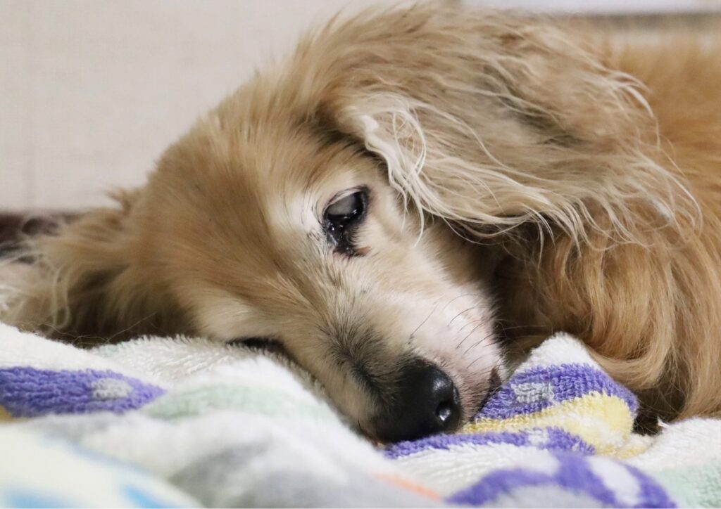 Adozioni difficili: cosa significa scegliere un animale anziano