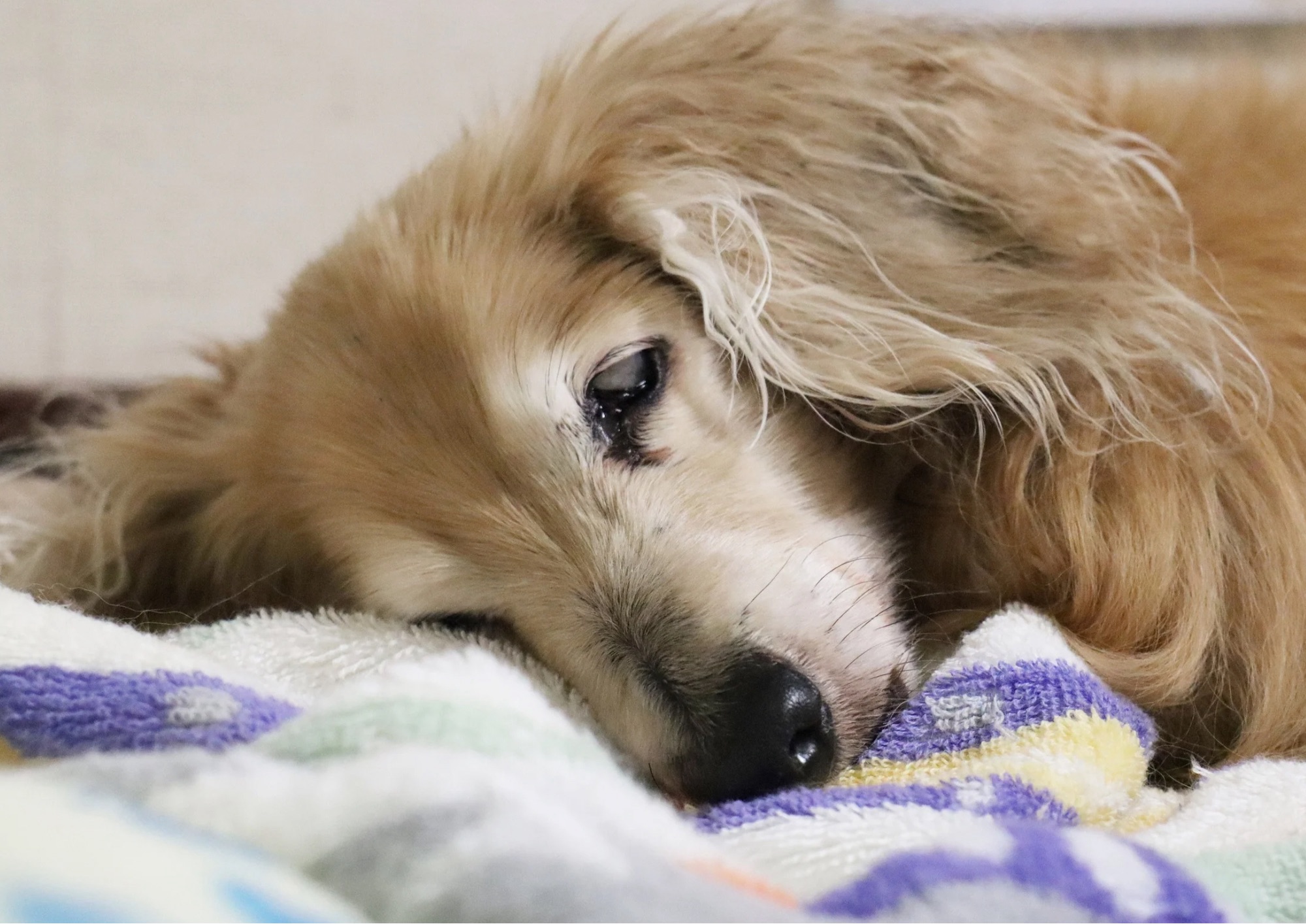 Adozioni difficili: cosa significa scegliere un animale anziano