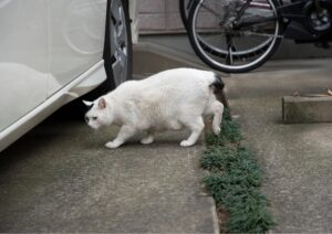 Obesità negli animali domestici: un problema sempre più diffuso e sottovalutato