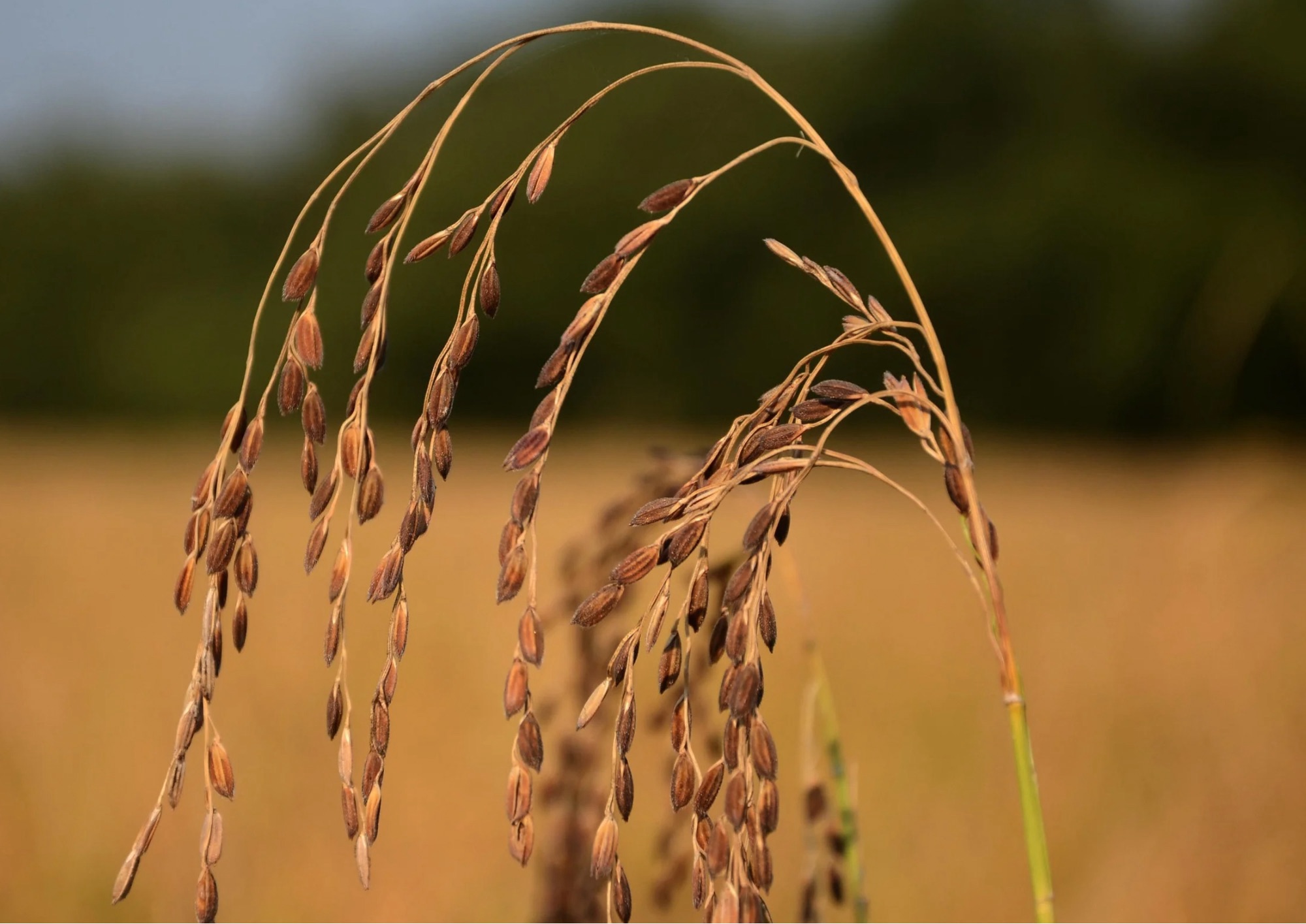 Ad Eboli un corso sul turismo integrato per la valorizzazione della “Via del Grano”