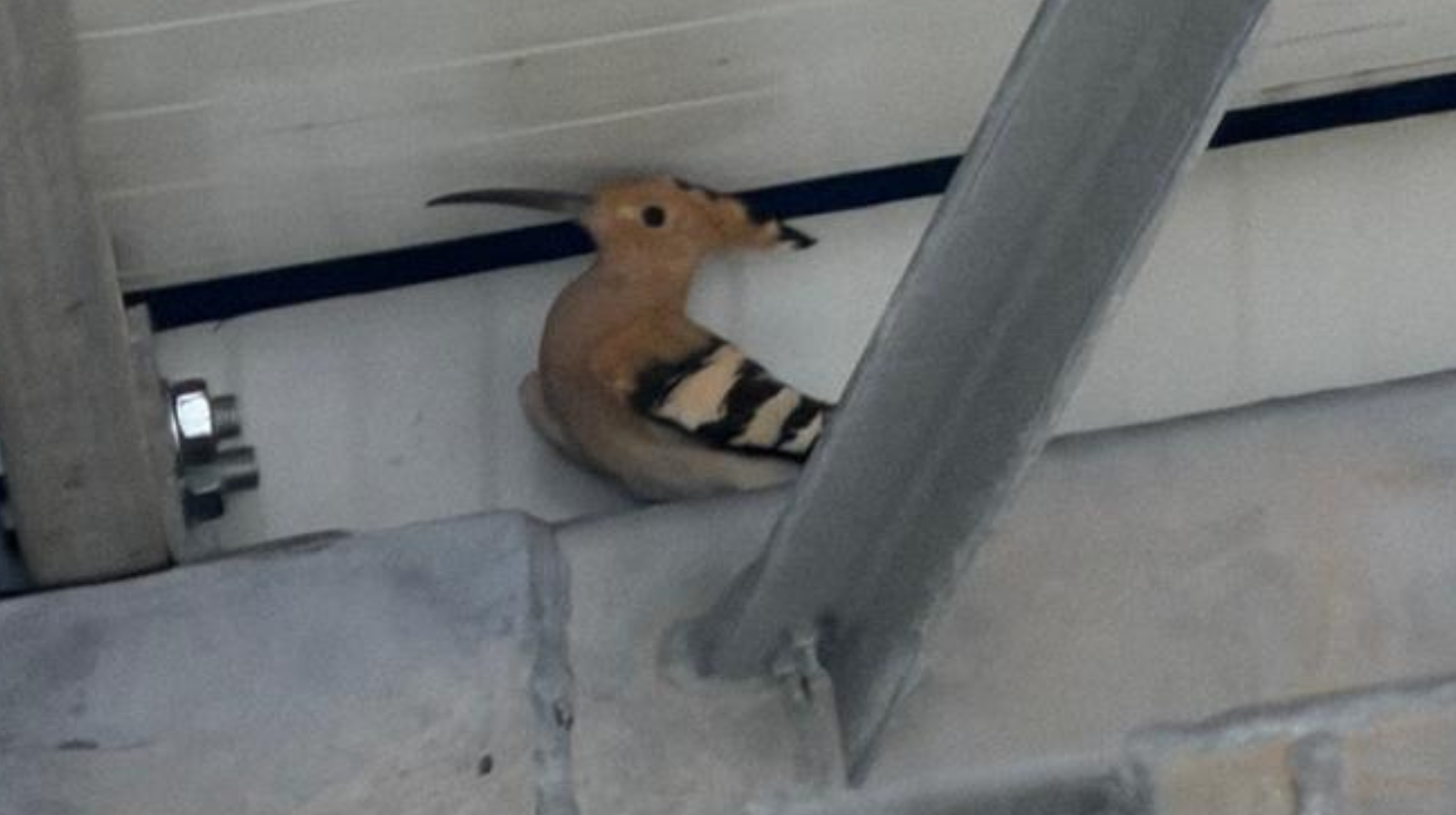 A Salerno salvata un’upupa in difficoltà, era rimasta intrappolata in una struttura