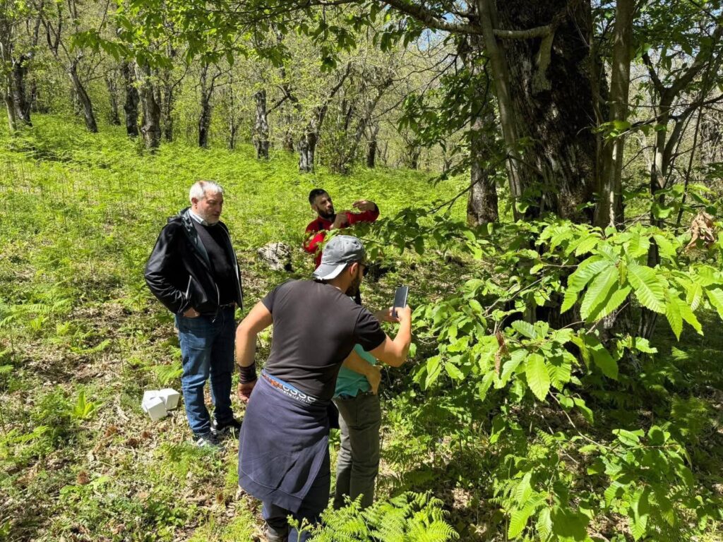 Alburni, al via il lancio del Torymus sinensis per difendere i castagneti dal cinipide