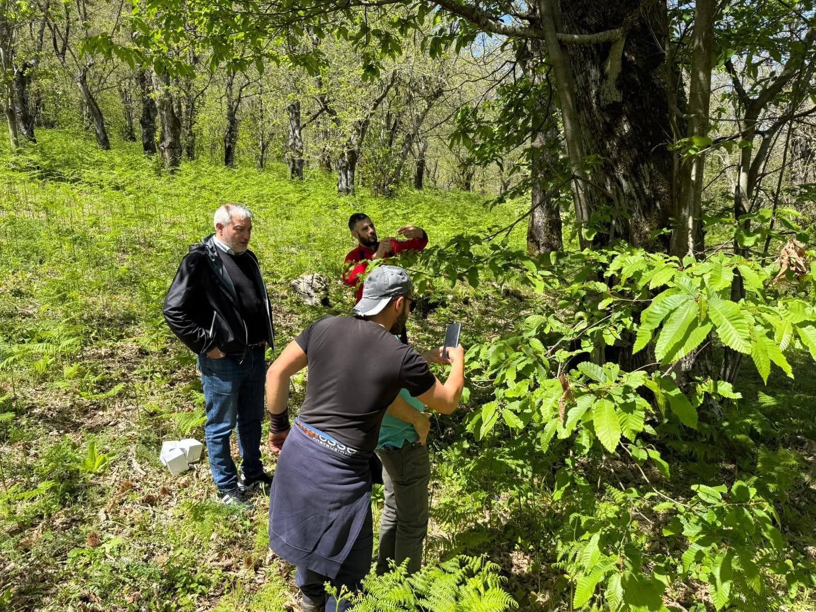 Alburni, al via il lancio del Torymus sinensis per difendere i castagneti dal cinipide