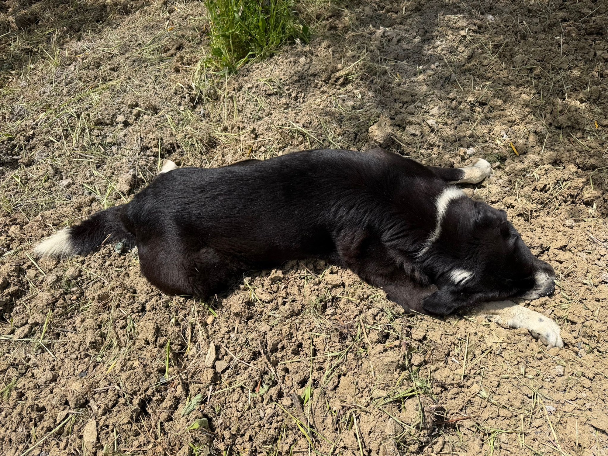 Buccino, nuovi sospetti casi di avvelenamento di cani: cresce l’allarme sul territorio