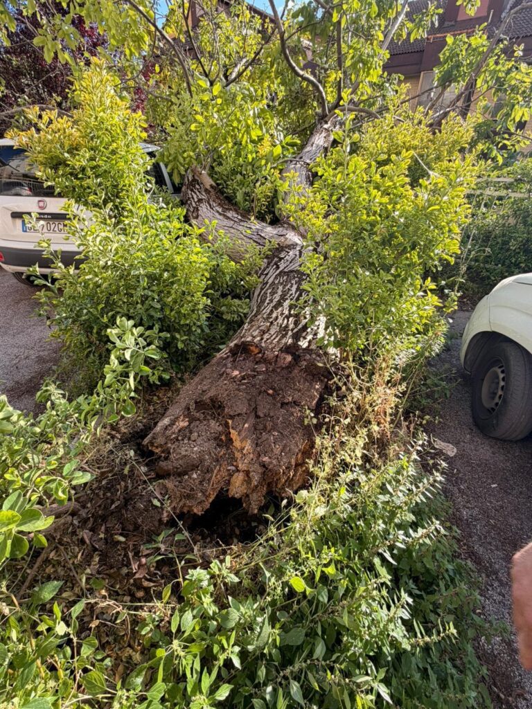Sala Consilina, albero cade in centro: due veicoli danneggiati, nessun ferito