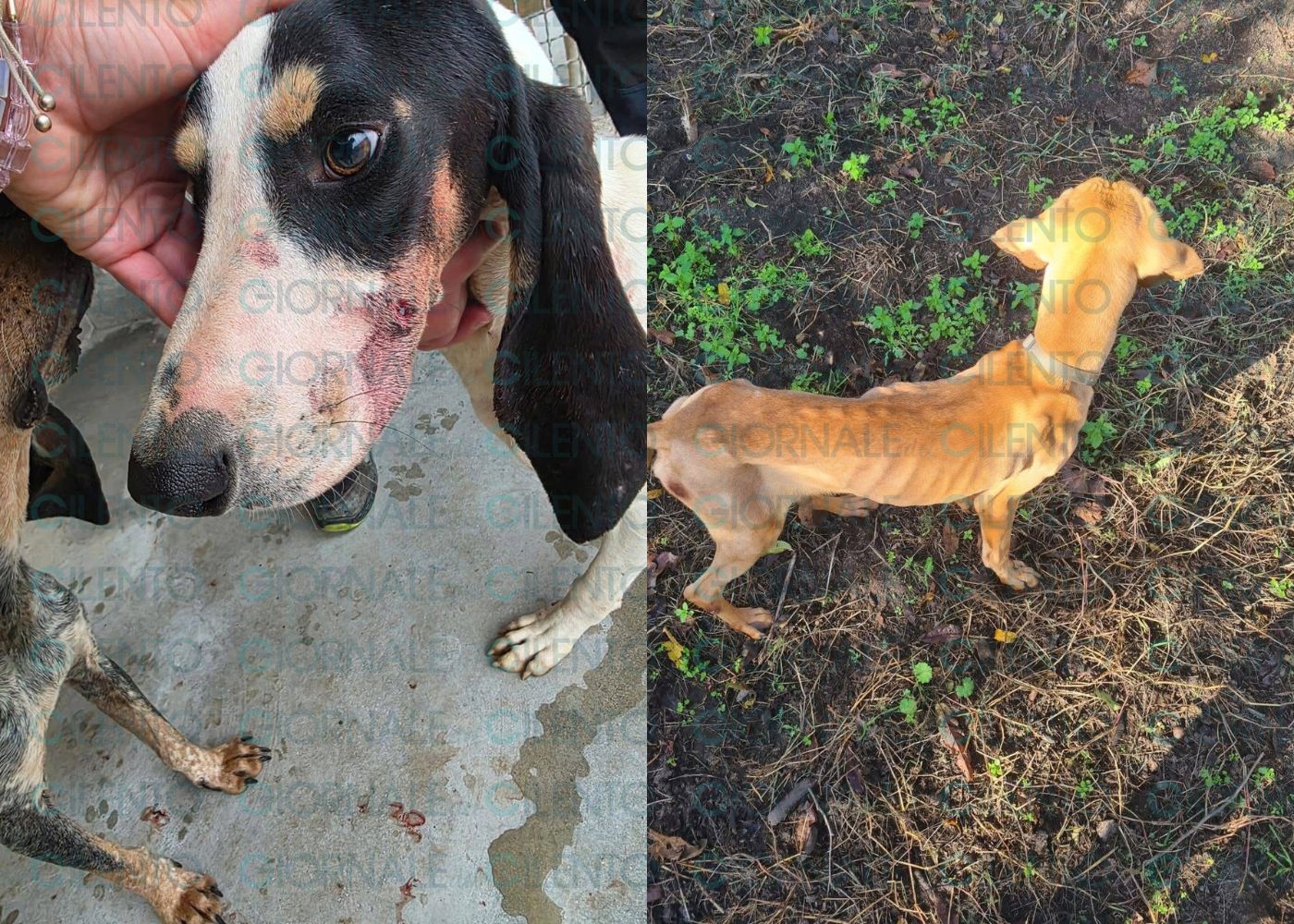 Canile sequestrato nel Salernitano, cani denutriti e malati: morti due cuccioli affetti da parvovirosi