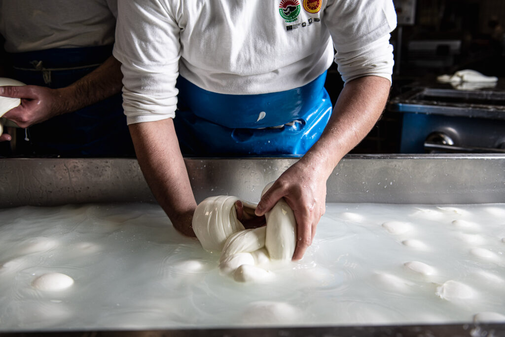 Sulla SS18, la via della mozzarella: da Battipaglia a Paestum lungo «l’oro bianco» della Campania