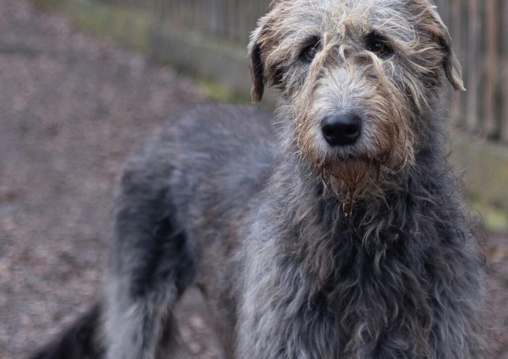 Levriero irlandese: il gigante gentile tra i cani da caccia