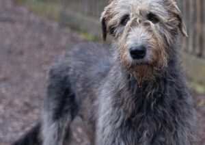 Levriero irlandese: il gigante gentile tra i cani da caccia