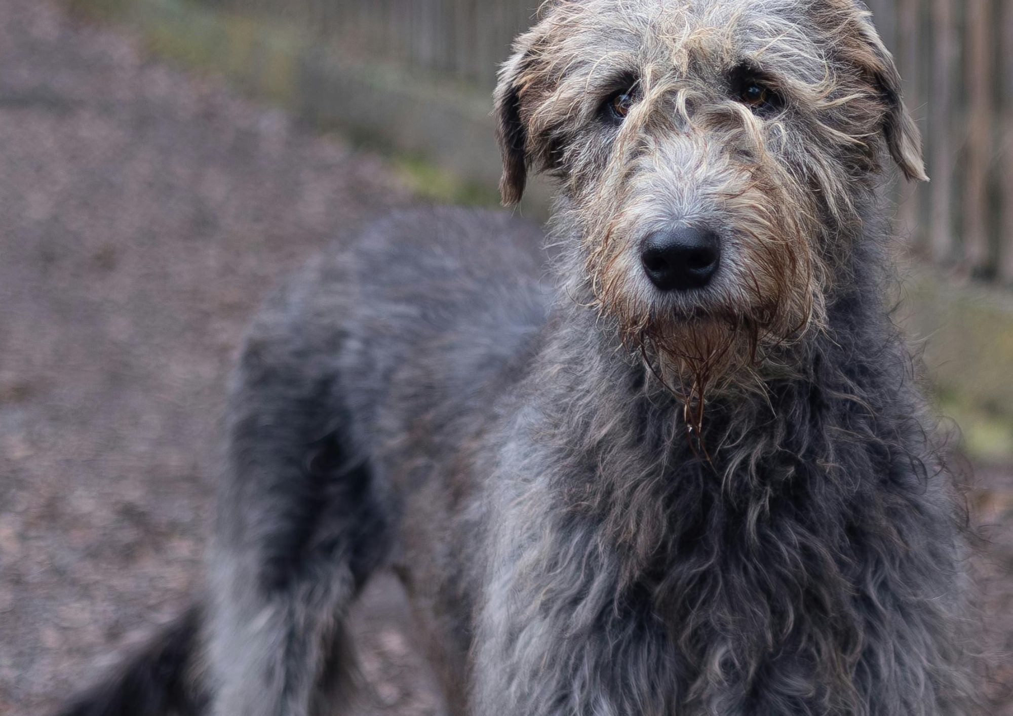 Levriero irlandese: il gigante gentile tra i cani da caccia