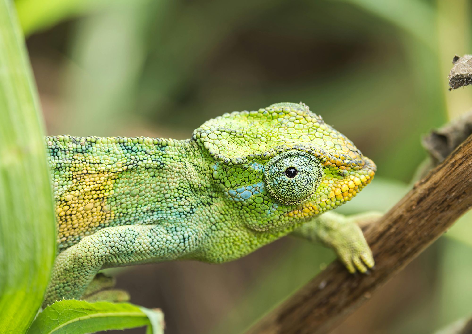 Dal camaleonte al polpo: gli animali maestri del mimetismo tra evoluzione e sopravvivenza