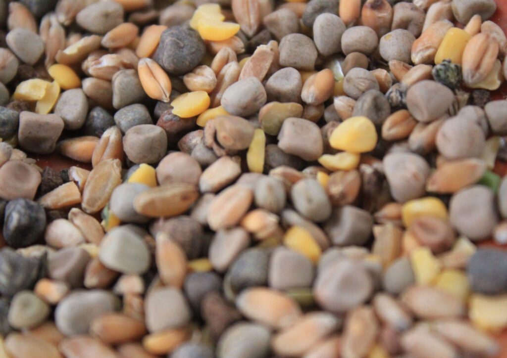 Il Maracuoccio di Lentiscosa, il legume antico del Cilento riscoperto tra tradizione e tutela Slow Food