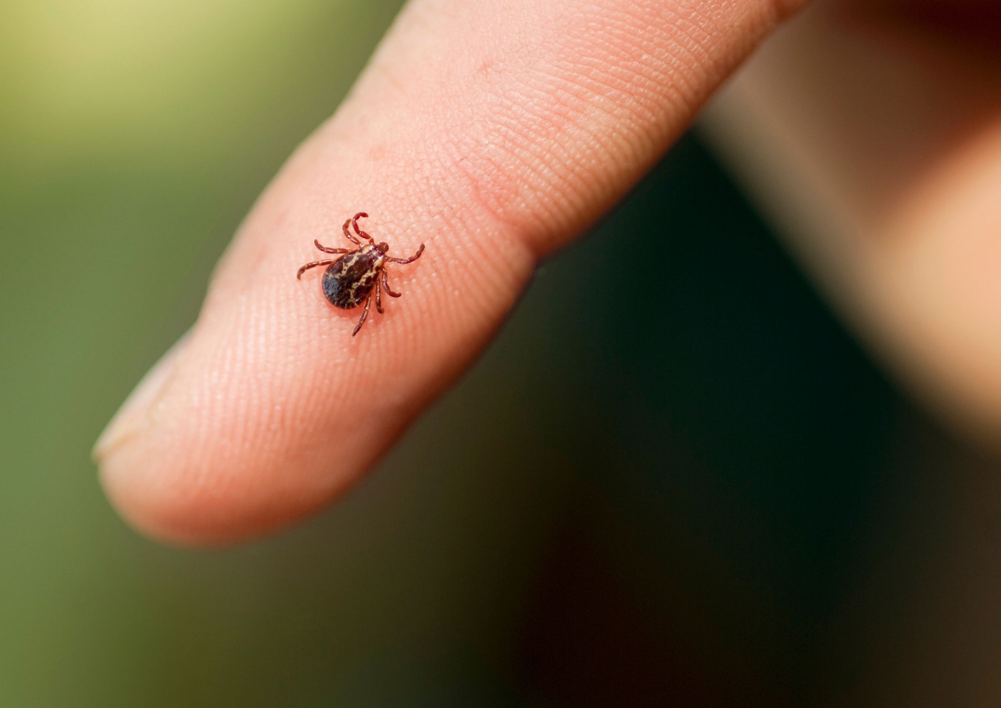 Zecche, un rischio in aumento con il caldo: cosa sono, perché sono pericolose e come difendersi