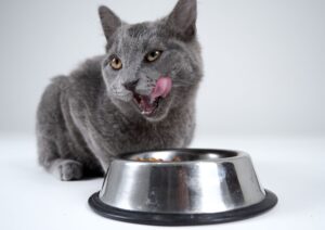 La nuova alimentazione per cani e gatti: superfood, grain free e dieta “umana”
