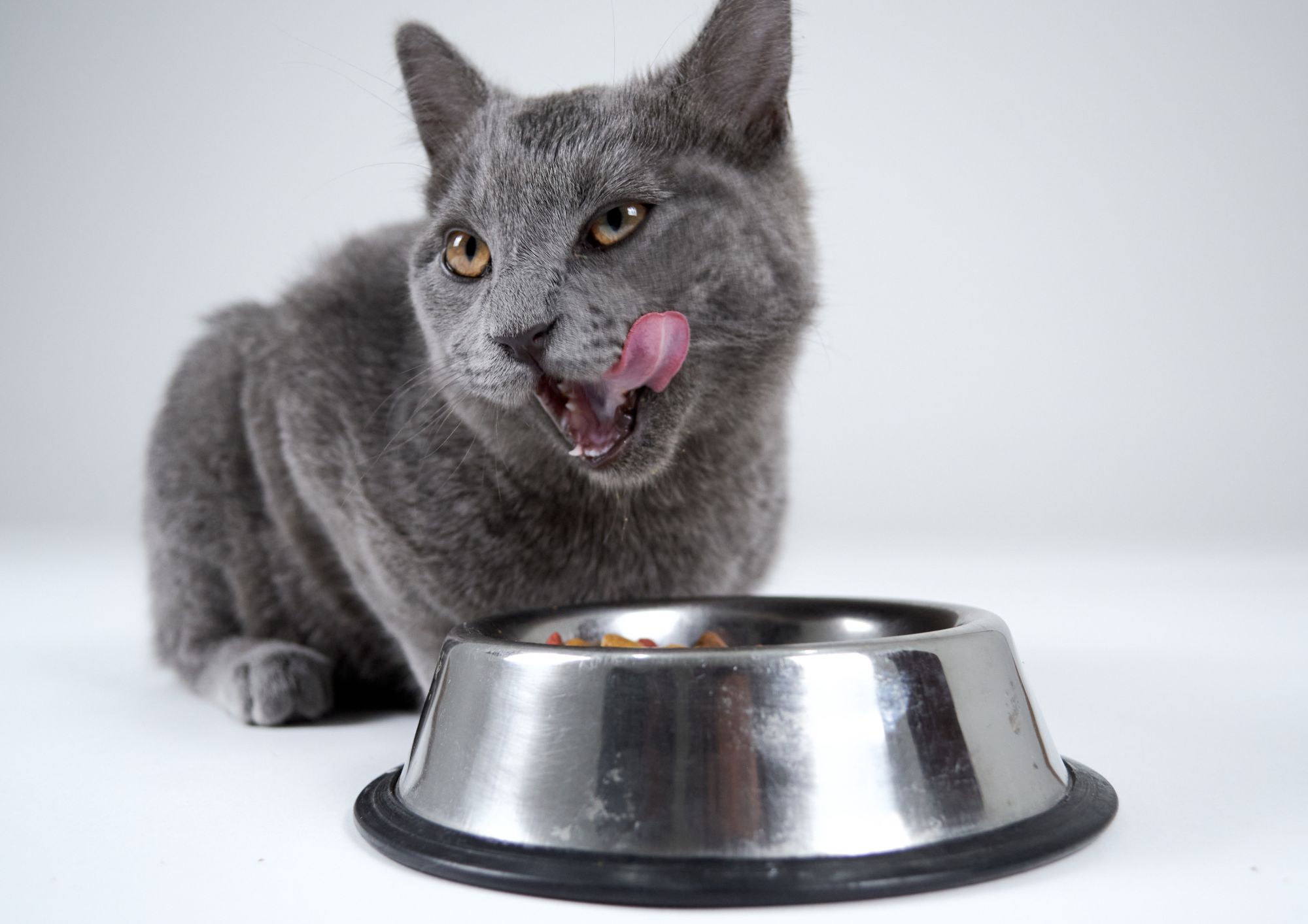 La nuova alimentazione per cani e gatti: superfood, grain free e dieta “umana”