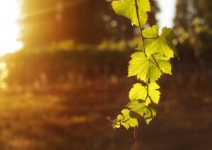 Sulle strade del gusto: viaggio tra le cantine segrete dell’Irpinia