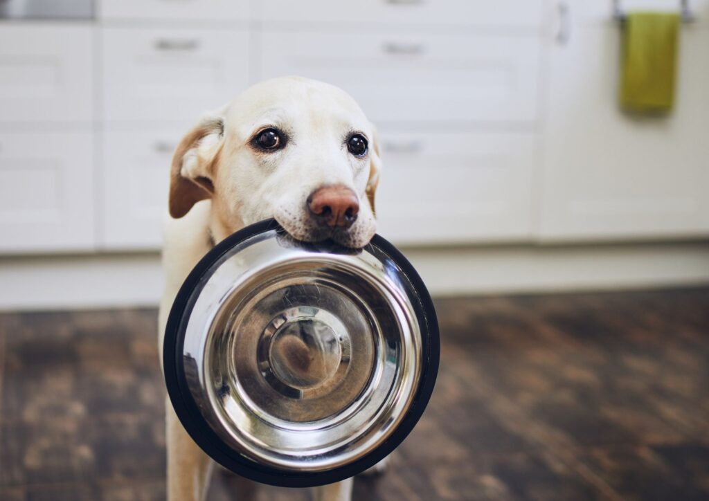 Come leggere le etichette del pet food: cosa mangiano davvero cani e gatti
