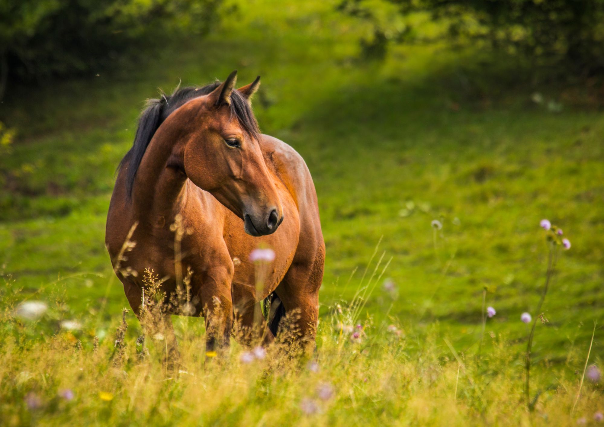 Cavalli e turismo rurale: cresce il trekking equestre tra natura, benessere e vita outdoor
