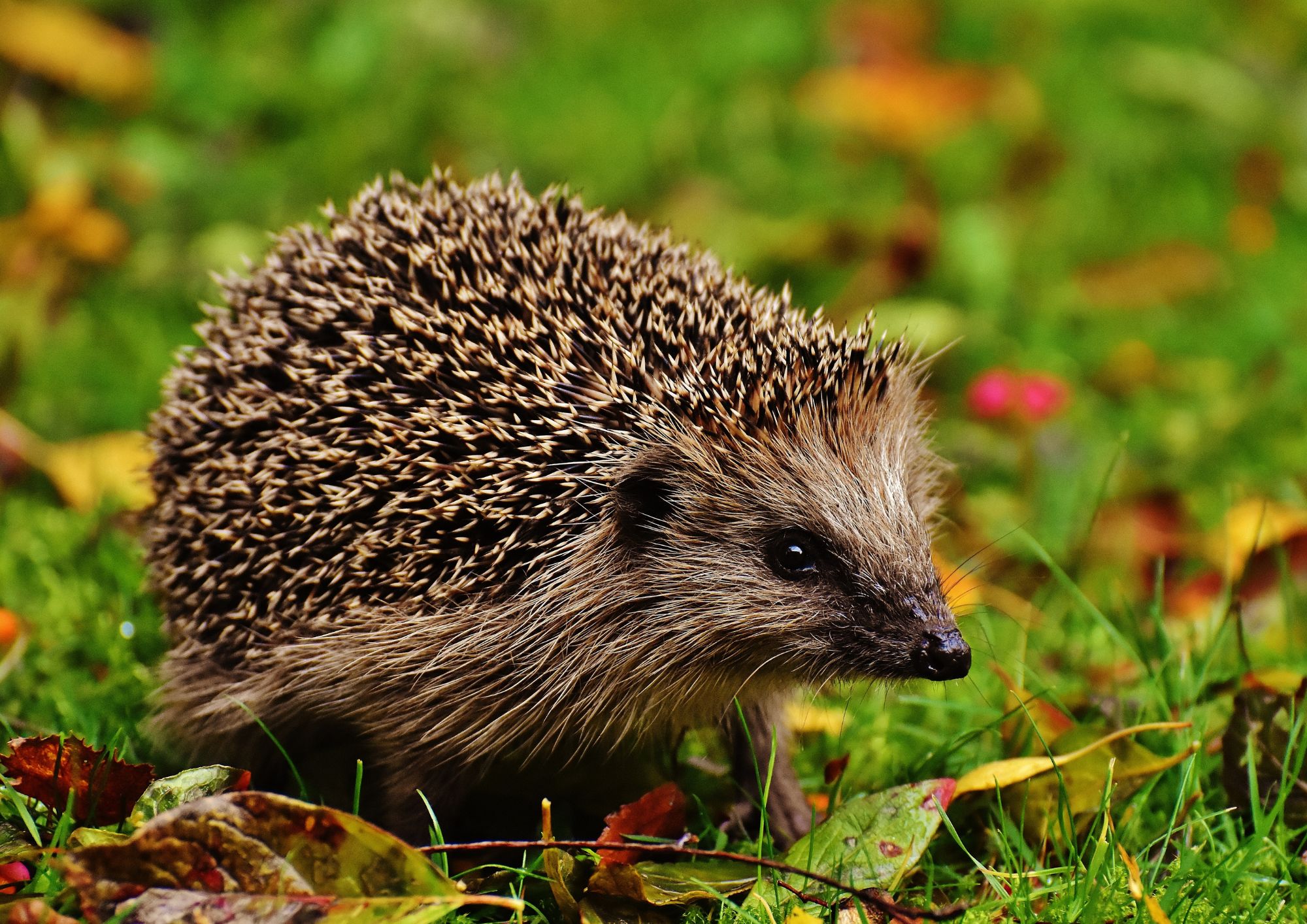 Cosa fare se trovi un riccio o un animale selvatico ferito: guida pratica e corretta