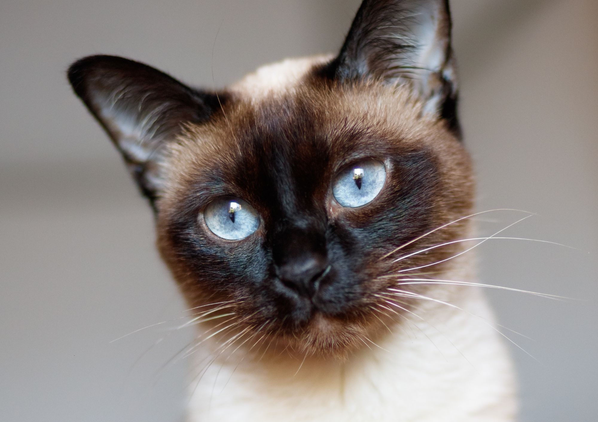 Il gatto Siamese: storia, caratteristiche e salute di una delle razze feline più riconoscibili al mondo