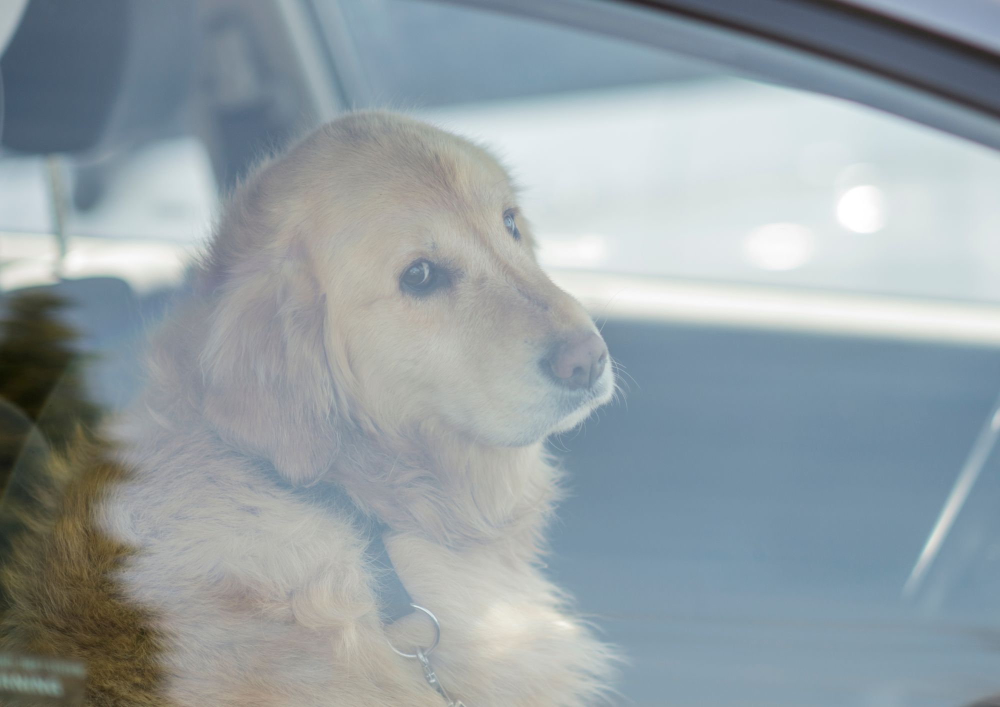 Cani e caldo, cresce l’allarme dei veterinari: «Mai lasciarli in auto, bastano pochi minuti»