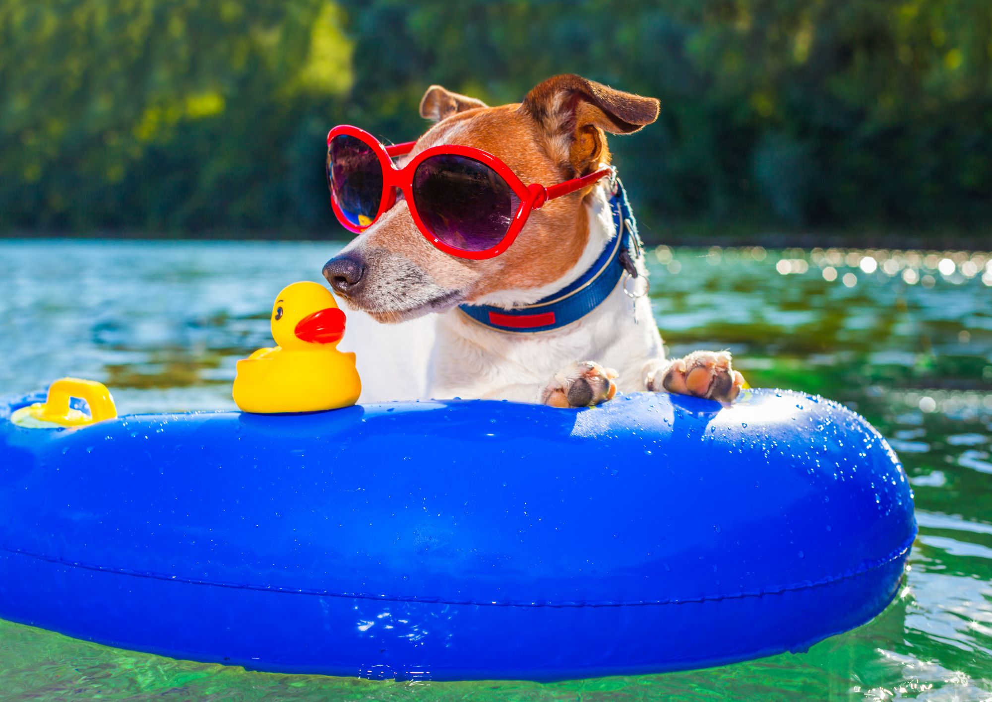 Come proteggere i cani dal caldo: le regole dei veterinari per l’estate