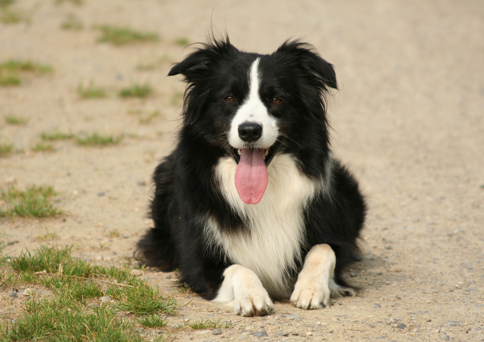 Border Collie, il genio del mondo canino: energia, intelligenza e bisogno costante di stimoli