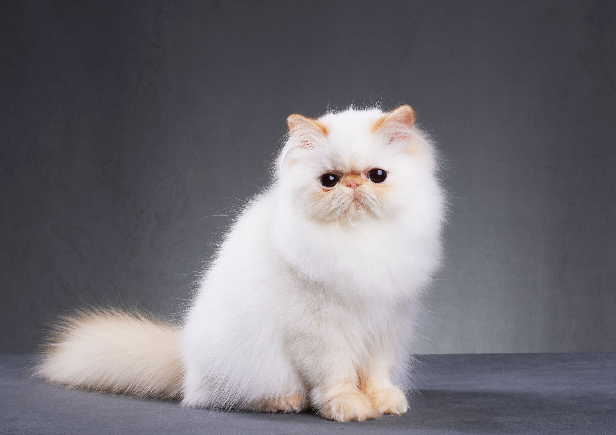 Gatto persiano: storia, caratteristiche e cure della razza felina più iconica e amata al mondo