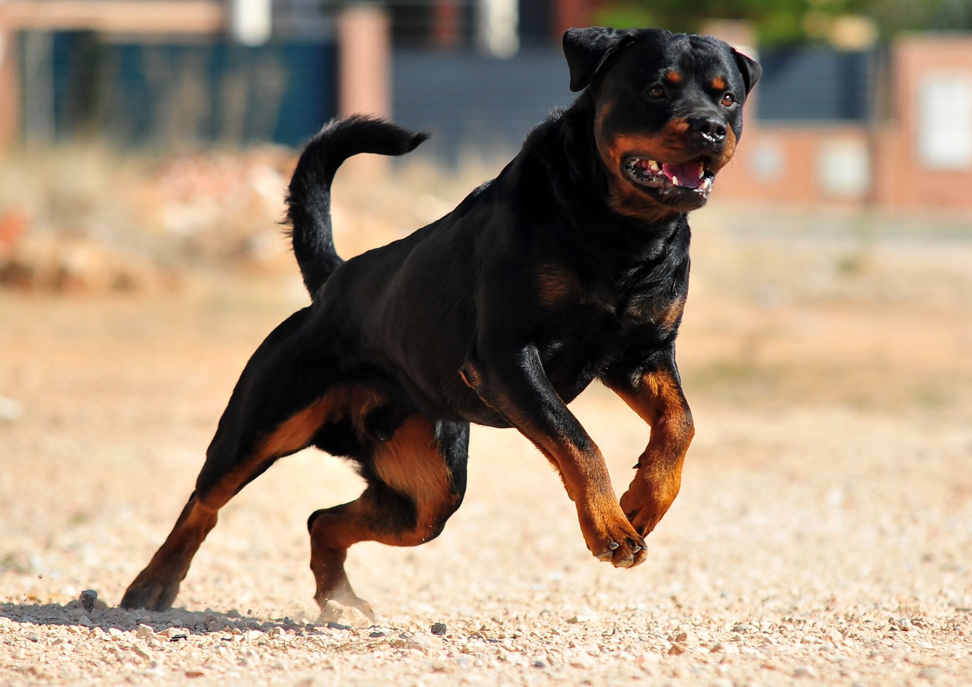 Rottweiler: storia, caratteristiche e temperamento di una delle razze canine più potenti e intelligenti