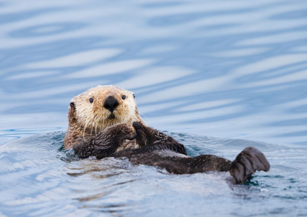 Lontra: la specie semi-acquatica simbolo dei fiumi del Cilento