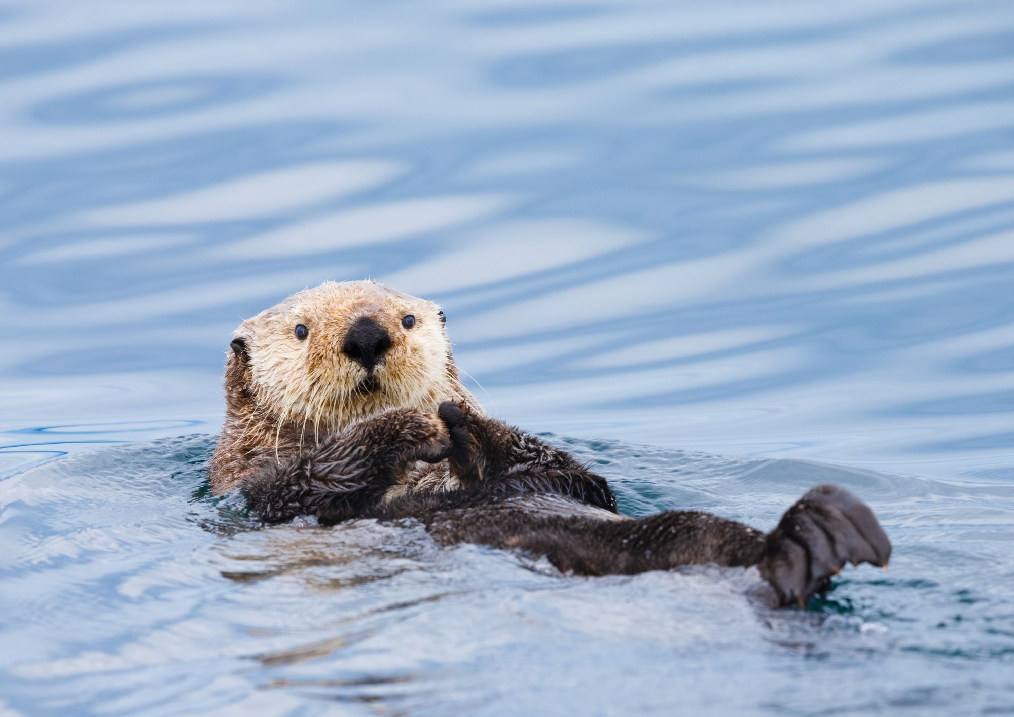 Lontra: la specie semi-acquatica simbolo dei fiumi del Cilento