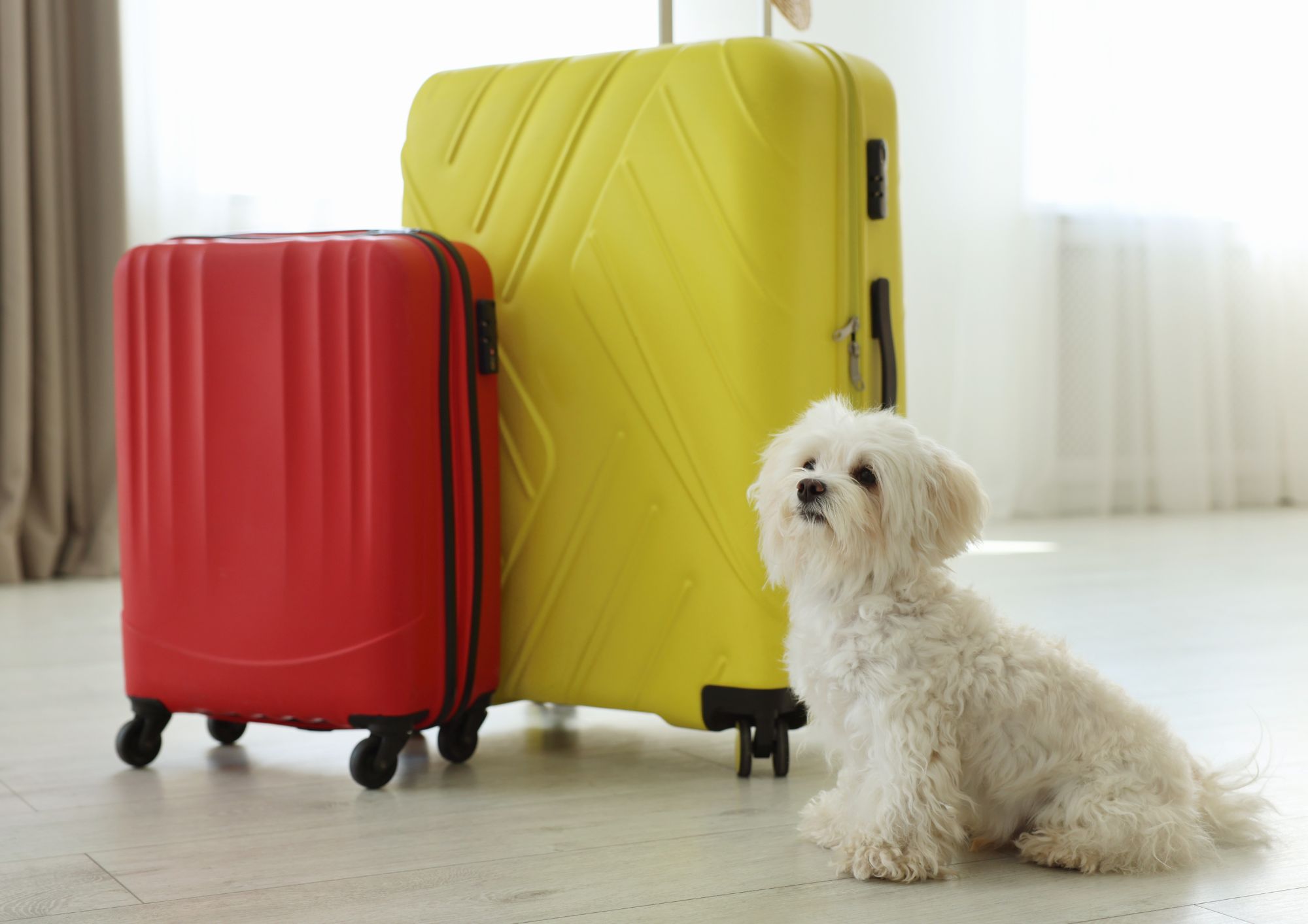 Animali nei ristoranti e negli hotel: cosa dice la legge in Italia e quali sono le regole da rispettare