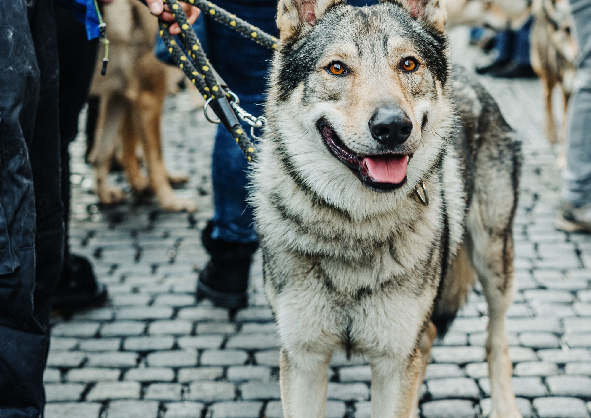 Il cane lupo cecoslovacco: tra natura selvatica e domesticazione