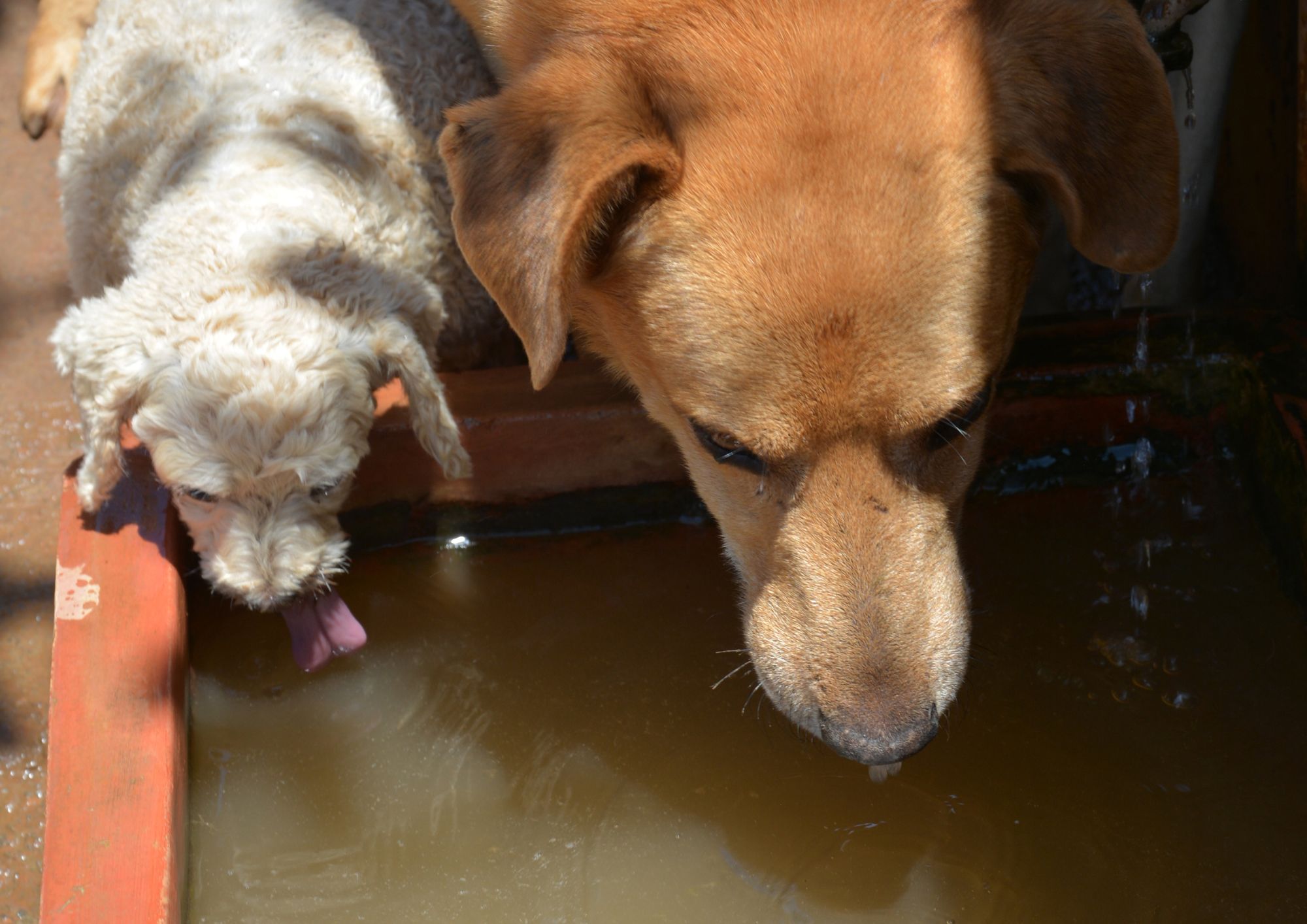 Colpo di calore nel cane: come riconoscere i sintomi e intervenire tempestivamente