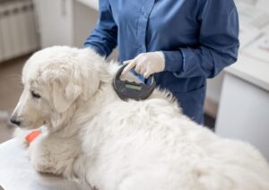 Microchip obbligatorio per i cani: cosa prevede la legge e quali sono le sanzioni