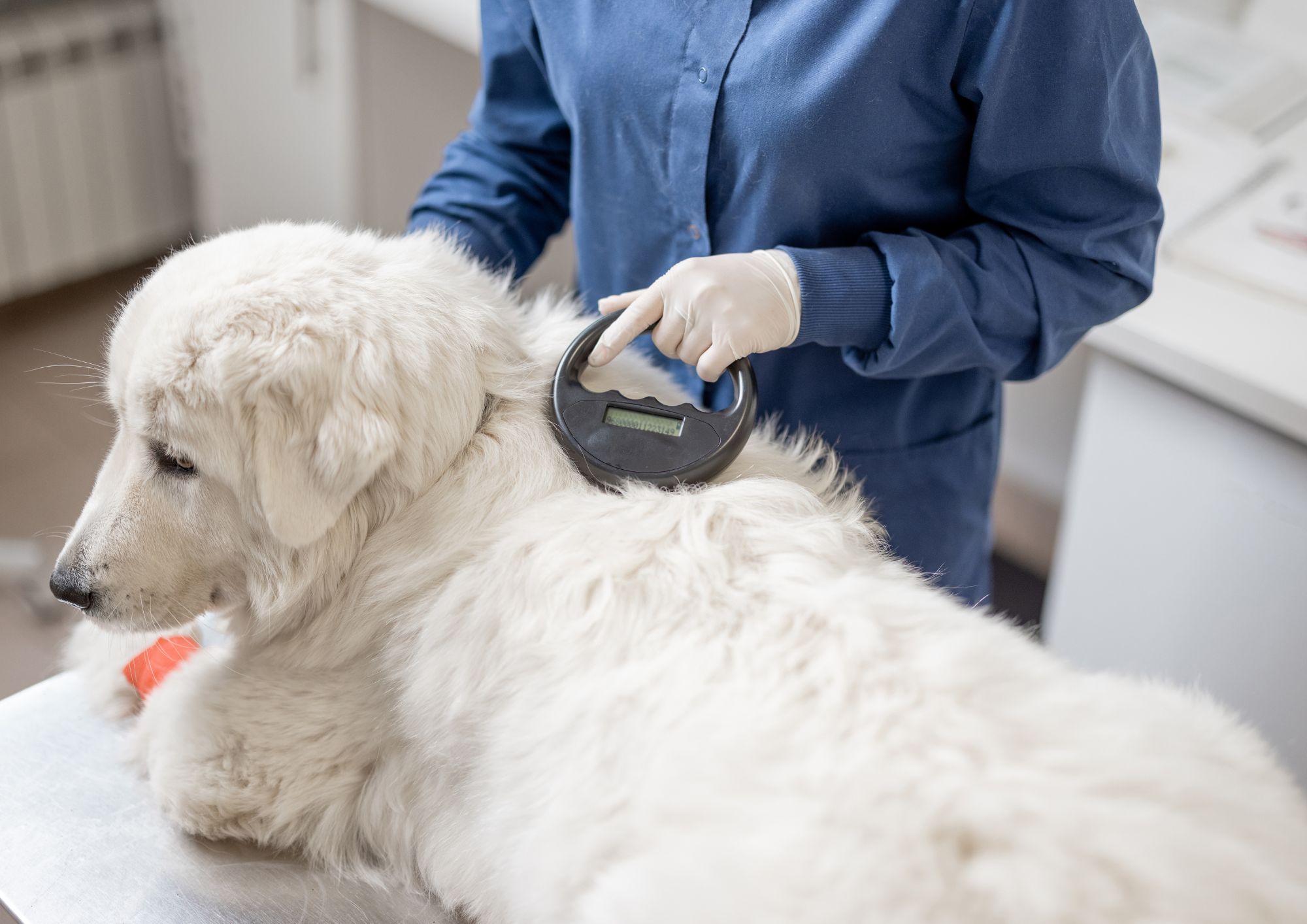 Microchip obbligatorio per i cani: cosa prevede la legge e quali sono le sanzioni
