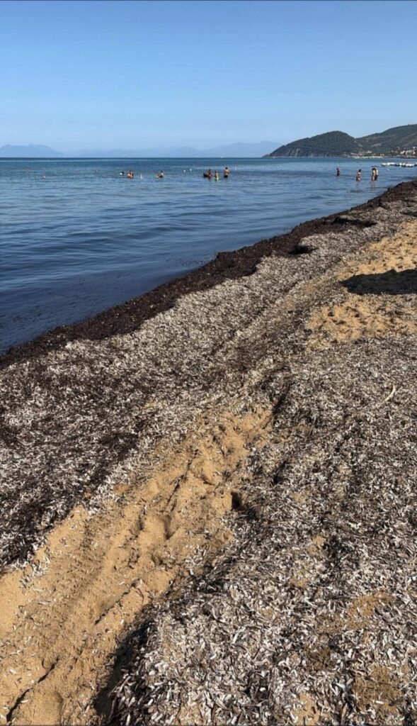 Posidonia spiaggiata a Castellabate: al Made tavolo tecnico per il piano di rimozione urgente dalle spiagge del Cilento
